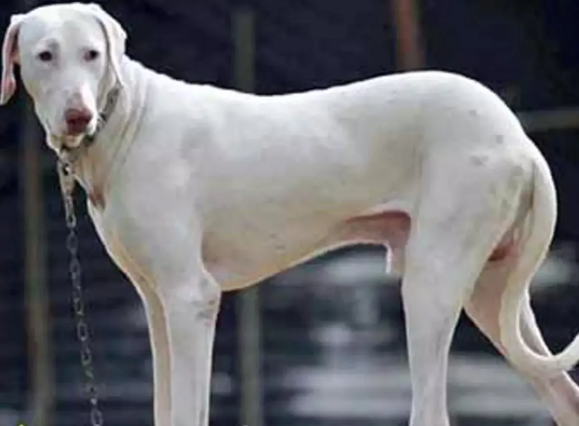 Rampur Greyhound
